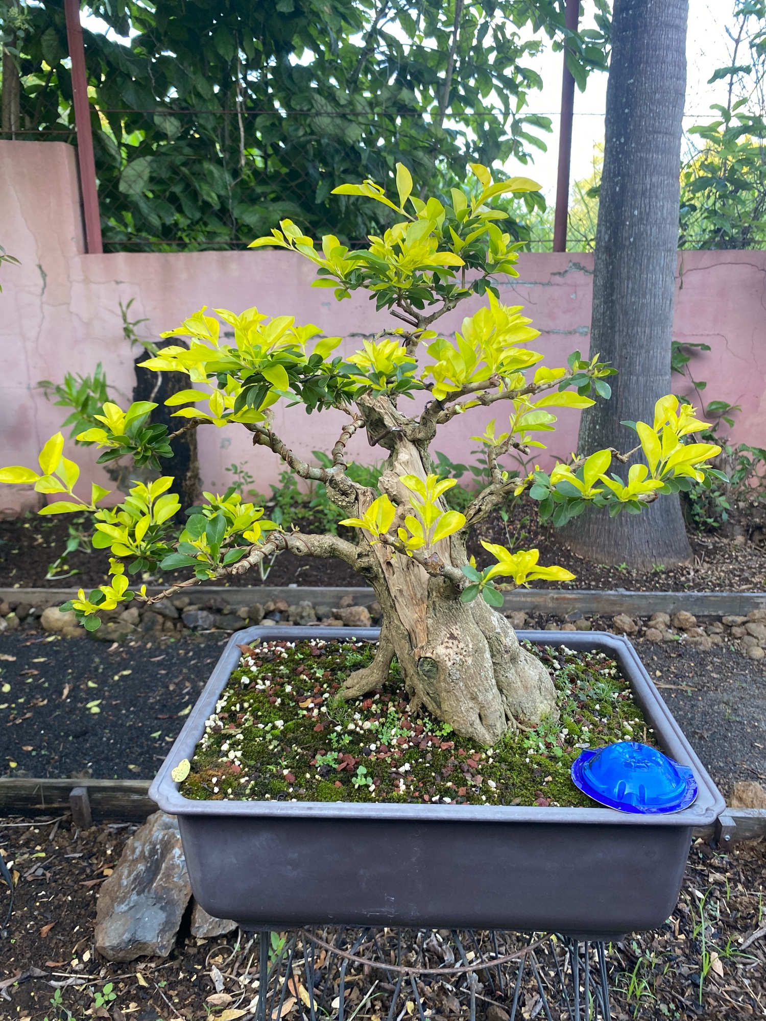 Duranta 1 | Appy Bonsai