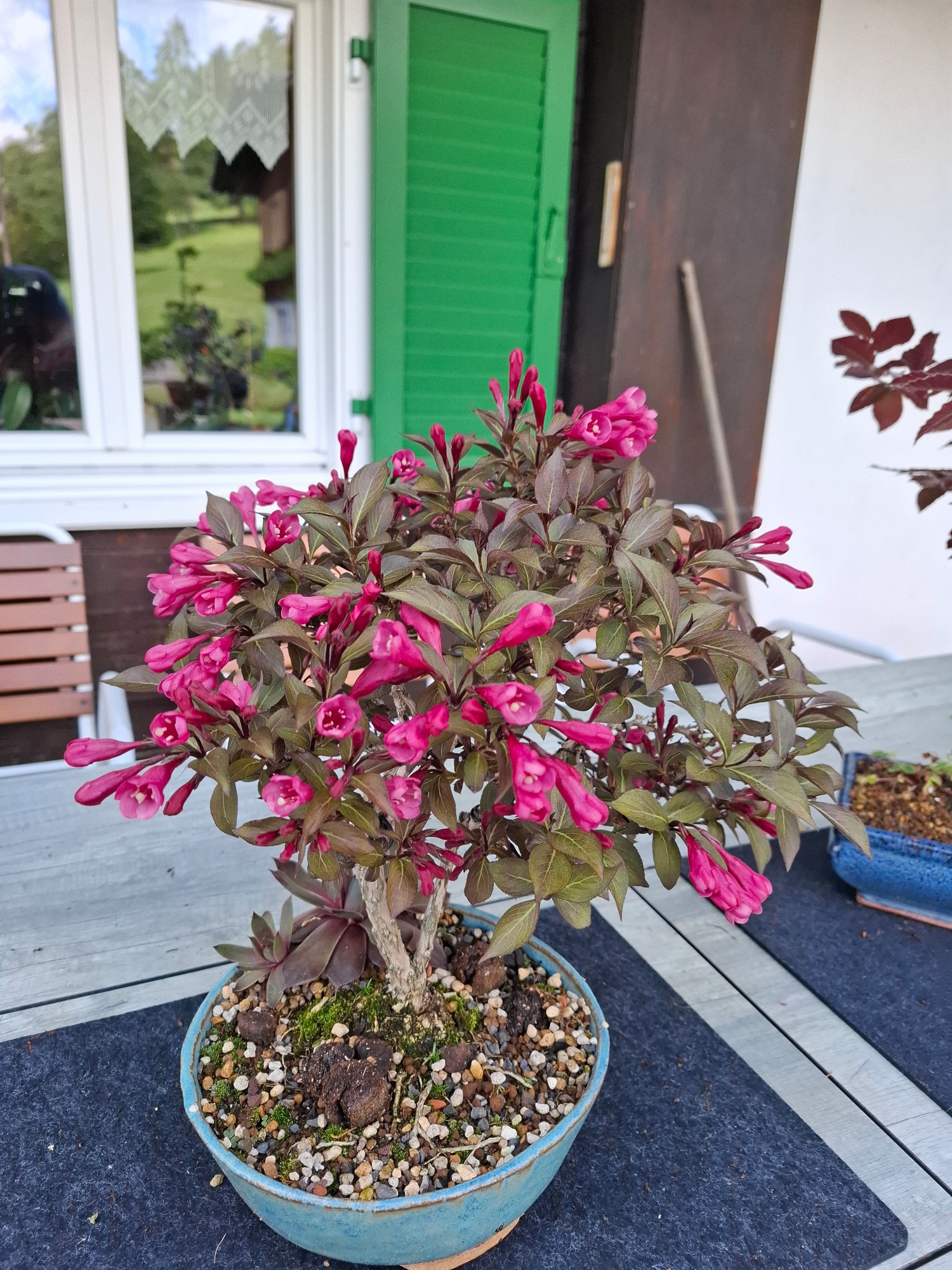 Weigelie | Appy Bonsai